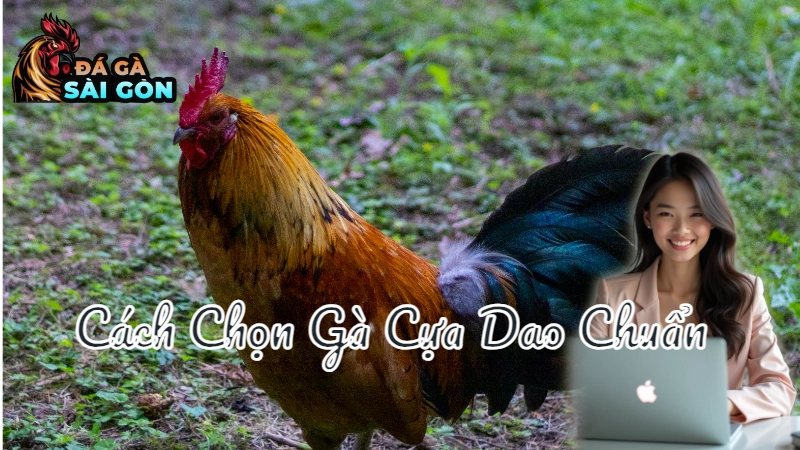 Cách Chọn Gà Cựa Dao Chuẩn Tại Sài Gòn