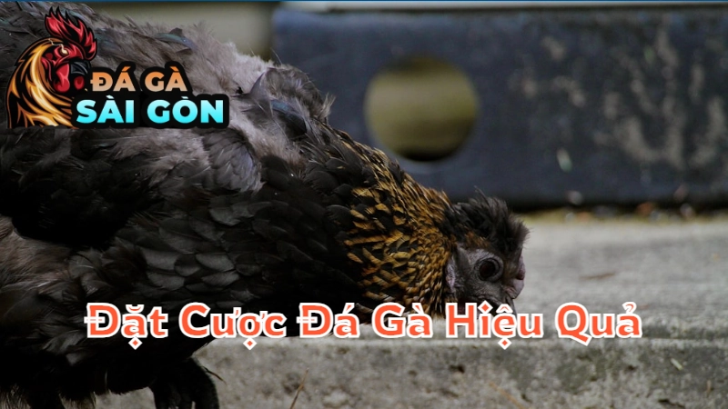 Cách Đặt Cược Đá Gà Hiệu Quả Tại Sài Gòn