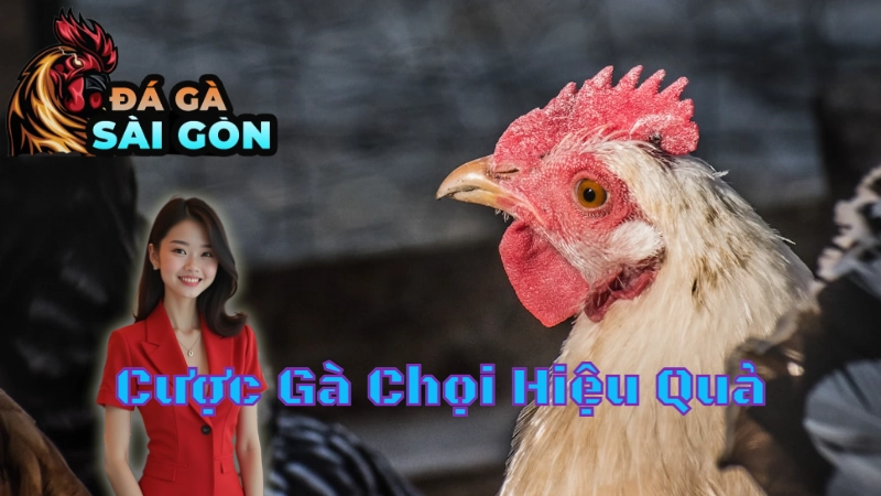 Cách Đặt Cược Gà Chọi Hiệu Quả Tại Sài Gòn