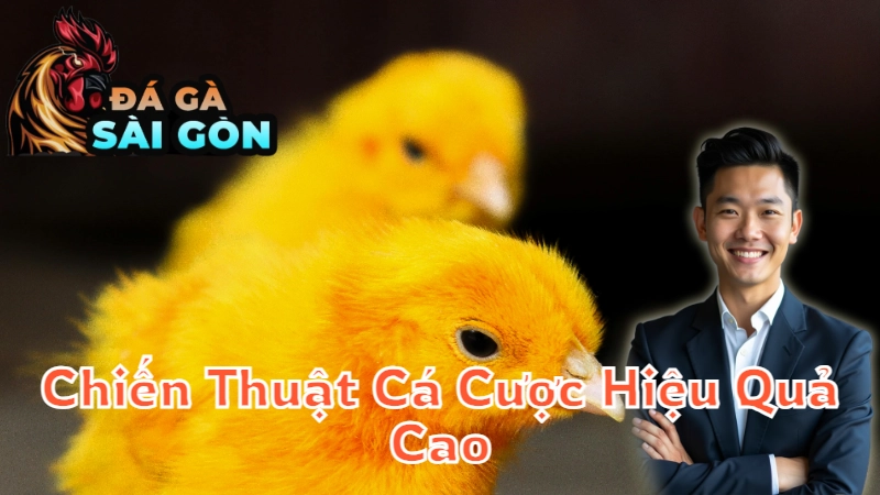 Chiến Thuật Cá Cược Đá Gà Đạt Hiệu Quả Cao