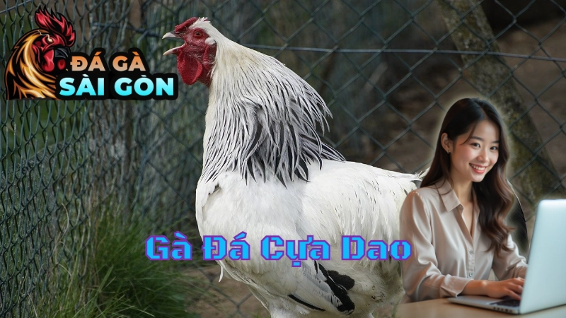 Gà Đá Cựa Dao Sài Gòn - Chiến Binh Quyết Liệt