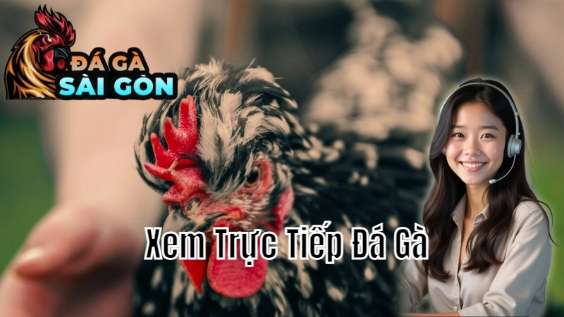 Hướng Dẫn Xem Trực Tiếp Đá Gà Tại Sài Gòn Qua Mạng