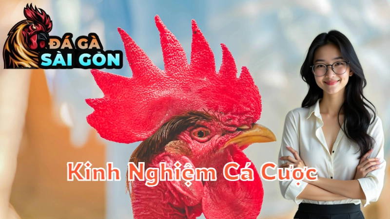 Kinh Nghiệm Cá Cược Đá Gà Từ Những Cao Thủ Sài Gòn