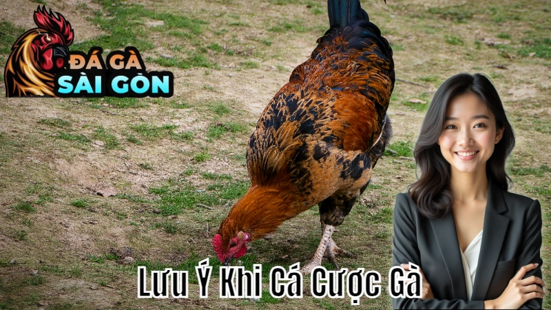 Lưu Ý Khi Cá Cược Gà Đá Tại Sài Gòn