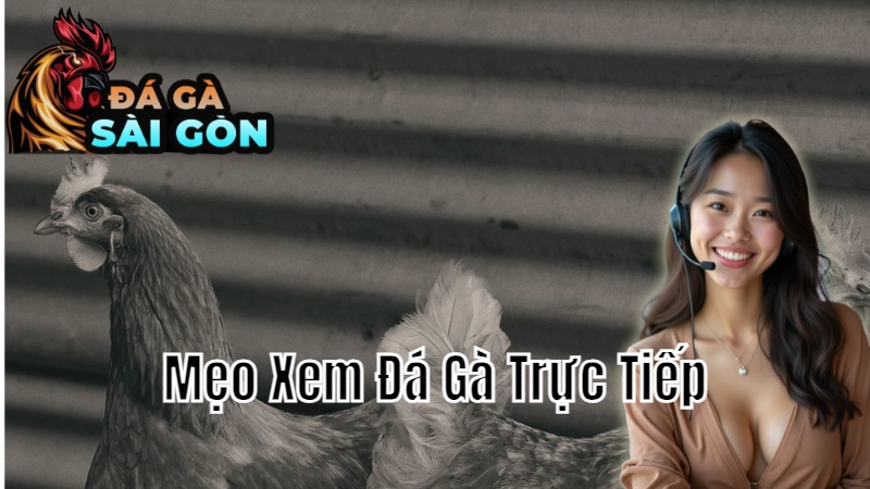 Mẹo Xem Đá Gà Trực Tiếp Mà Không Bỏ Lỡ Trận Nào