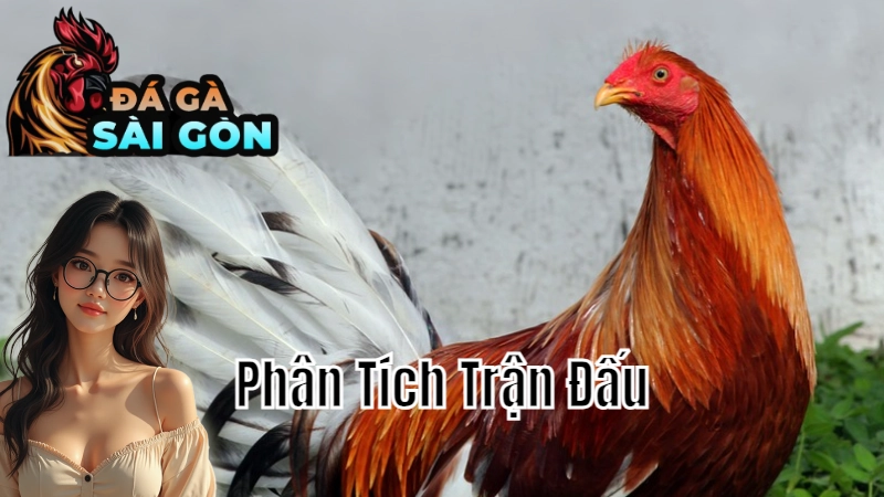 Phân Tích Trận Đấu Gà Cựa Dao Để Cá Cược Hiệu Quả