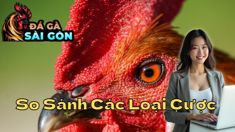 So Sánh Các Loại Cược Gà Chọi Ở Sài Gòn Và Miền Khác