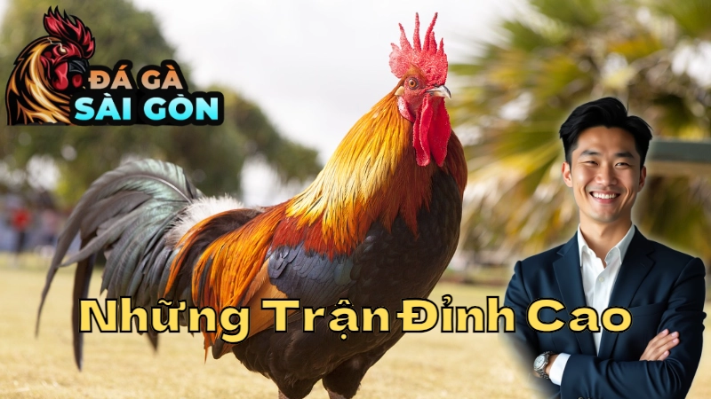 Trận Đấu Gà Trực Tiếp Sài Gòn - Những Trận Đỉnh Cao 2024