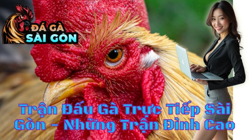 Trận Đấu Gà Trực Tiếp Sài Gòn - Những Trận Đỉnh Cao